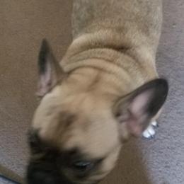 Bulldogs and French Bulldogs from Kingsman Bullies