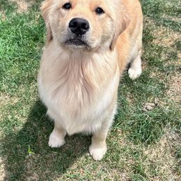 Bernese Mountain Dog and Golden Retriever All Grown Up from Gold Point Pups