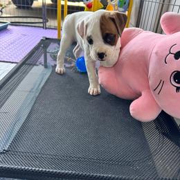 Light Pick - White female Boxer puppy in Denver, Colorado from Yuni’s AKC Boxers