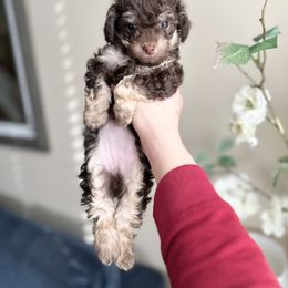 Maltipoo and Poodle Puppies from Gem Puppies of Utah