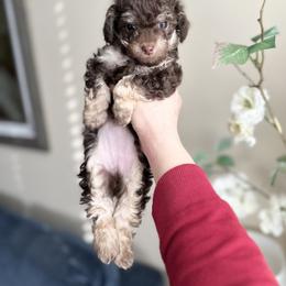 Maltipoo and Poodle Puppies from Gem Puppies of Utah