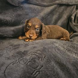Boy 2 - Chocolate and tan male Dachshund puppy in New Castle, Colorado from Shaffers low riding weiners