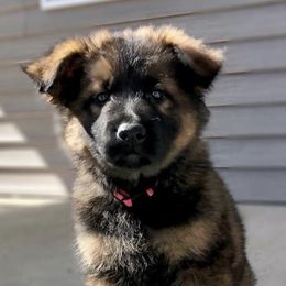 German Shepherd Puppies from Old Souls' German Shepherds