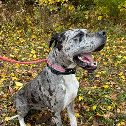 Reece - Great Dane puppy from WZ Kennels