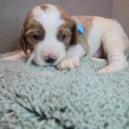 Apollo - Blenheim male Cavapoo puppy in Roseville, California from Heavenly Goldendoodles