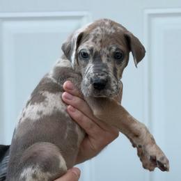 Blue Fawnequin 2 (fawn harlequin) - Harlequin female Great Dane puppy in Kimball, Michigan from Starlight Danes