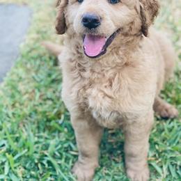 Australian Mountain Doodle, Bernedoodle, and Goldendoodle Puppies from Wynterwood Doodles