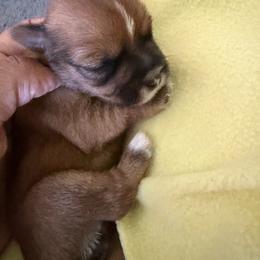 Girl 4 - Black gold and white female Shorkie puppy in Florida from Shih tzus and Shorkies Galore