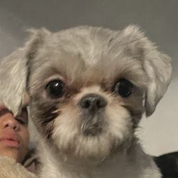Skylar - Shih Tzu