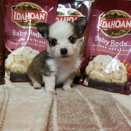 Tater - Fawn and white male Chihuahua puppy in Williamsburg, Virginia from Chloe & Friends