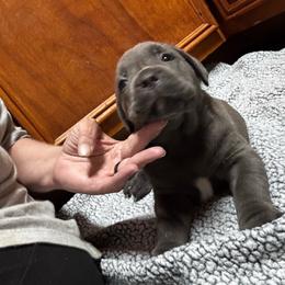 Terror - Gray male Cane Corso puppy in El Dorado, Arkansas from Lower Arkansas Cane Corso