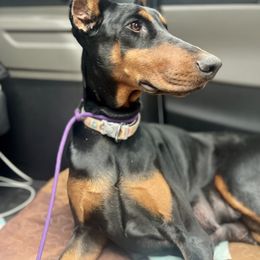 Justice - Doberman Pinscher