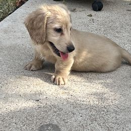 Dachshund Puppies from Honey Creek Dachshunds