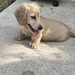 Dachshund Puppies from Honey Creek Dachshunds