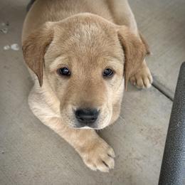 Goldendoodle and Labrador Retriever Puppies from BV Labs & Doodles