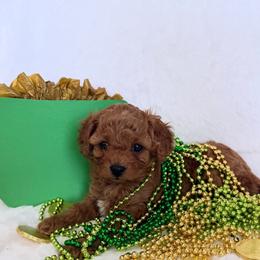 Lucky - Red male Cavapoo puppy in Provo, Utah from Hales Wagging Tails