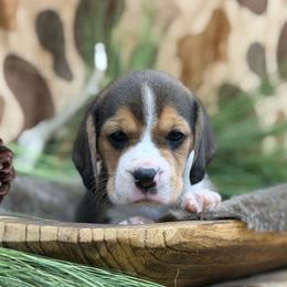 AKC Eeyore - Black tan and white male Beagle puppy in Chillicothe, Missouri from Tymber Lake Beagles