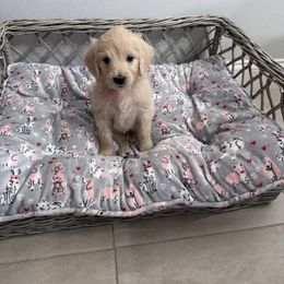 Goldendoodle, Golden Retriever, Poodle, and Shih Tzu Puppies from Platinum Paws Puppies