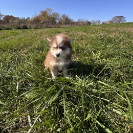 Deer - Chocolate male Pomsky puppy in Bucyrus, Missouri from Hill Top Pomskies