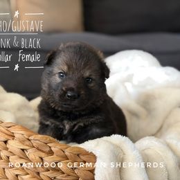 Pink Black collar Female - Sable female German Shepherd puppy in Carlisle, Arkansas from Roanwood German Shepherds