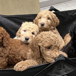 Goldendoodles from Moss Family Goldendoodles