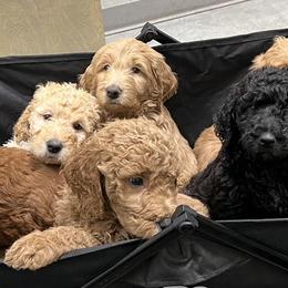 Goldendoodles from Moss Family Goldendoodles