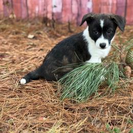 Brindle girl - Brindle and white female American Corgi puppy in Nashville, Arkansas from Whisenhunt Farms