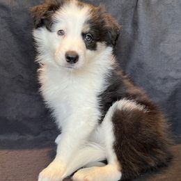 Border Collies from South Texas Border Collies