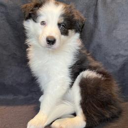 Border Collies from South Texas Border Collies
