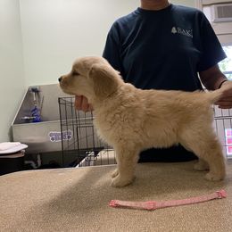 Girl 2 - Golden Retriever puppy in Calhoun, Georgia from Raya Golden Retrievers