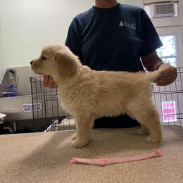 Girl 2 - Golden Retriever puppy in Calhoun, Georgia from Raya Golden Retrievers