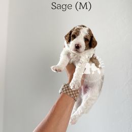 Sage - Parti male Poodle puppy in Queen Creek, Arizona from Poised Poodles