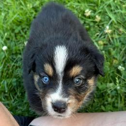 Chippy - Black tri-color male Australian Shepherd puppy in Altmar, New York from E&C Australian Shepherds