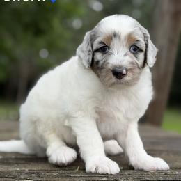 Firework - Blue merle male Aussiedoodle puppy in Lancaster, Minnesota from Finney Ranch