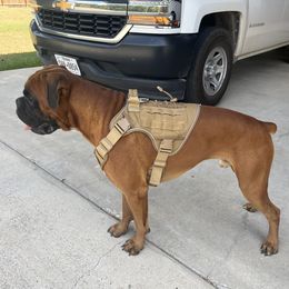 Thor - Boxer