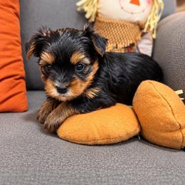 Girl puppy - Black and tan female Yorkshire Terrier puppy in Carmichael, California from Mckeever's Yorkies