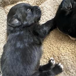 Brisket - Black & white male Australian Shepherd puppy in Albertville, Alabama from Salt Creek Aussies