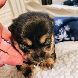 Pug and Shiba Inu Puppies from khshibas-khpugs