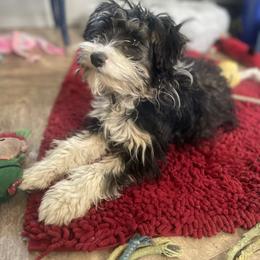 Dahlia - Aussiedoodle