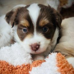 Jett - Red tri male Miniature Australian Shepherd puppy in Liberty Hill, Texas from Stone & Sage ATX Toy & Mini Aussies