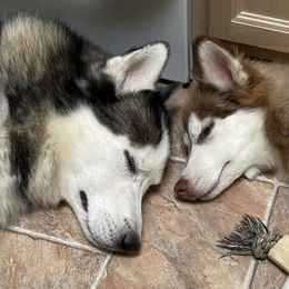 Siberian Huskies from Snow Drift Kennels