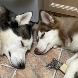 Siberian Huskies from Snow Drift Kennels