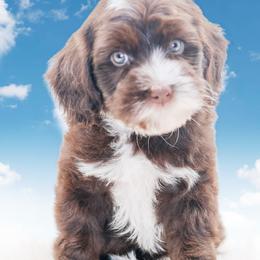 Macaron - Chocolate male Australian Labradoodle puppy in Redding, California from Shasta Royal Monroe Puppies
