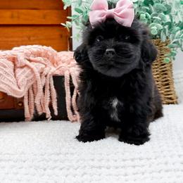 Girl 4 - female Shihpoo puppy in North Carolina from NC Doodle Puppies