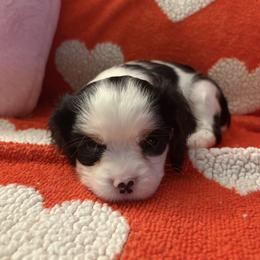 Rocket - Tri-color female Cavalier King Charles Spaniel puppy in Channahon, Illinois from Marvelous Cavalier King Charles Spaniels
