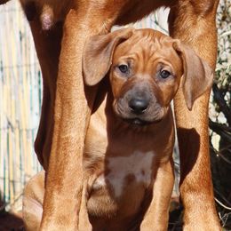 Rhodesian Ridgeback Puppies from Supernova Ridgebacks