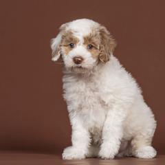 Fizzy - White and red male Bordoodle puppy in Tillamook, Oregon from Oregon Bordoodles