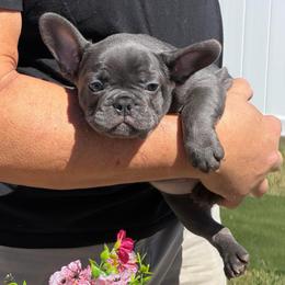 Ryder-Orange - Blue male French Bulldog puppy in Palm Coast, Florida from Calypso Island French Bulldogs