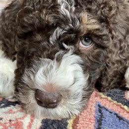 Max - Brown Bernedoodle puppy in Knoxville, Tennessee from Bright Side Doodles