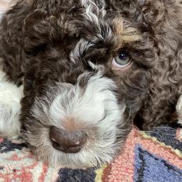 Max - Brown Bernedoodle puppy in Knoxville, Tennessee from Bright Side Doodles